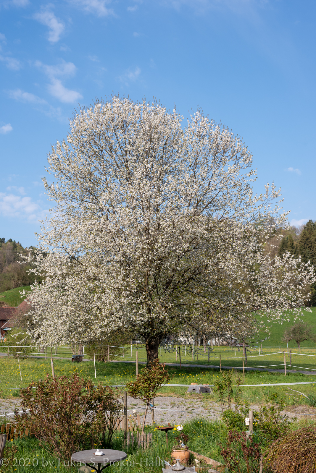 Frühling 2020, der Kirschbaum blüht